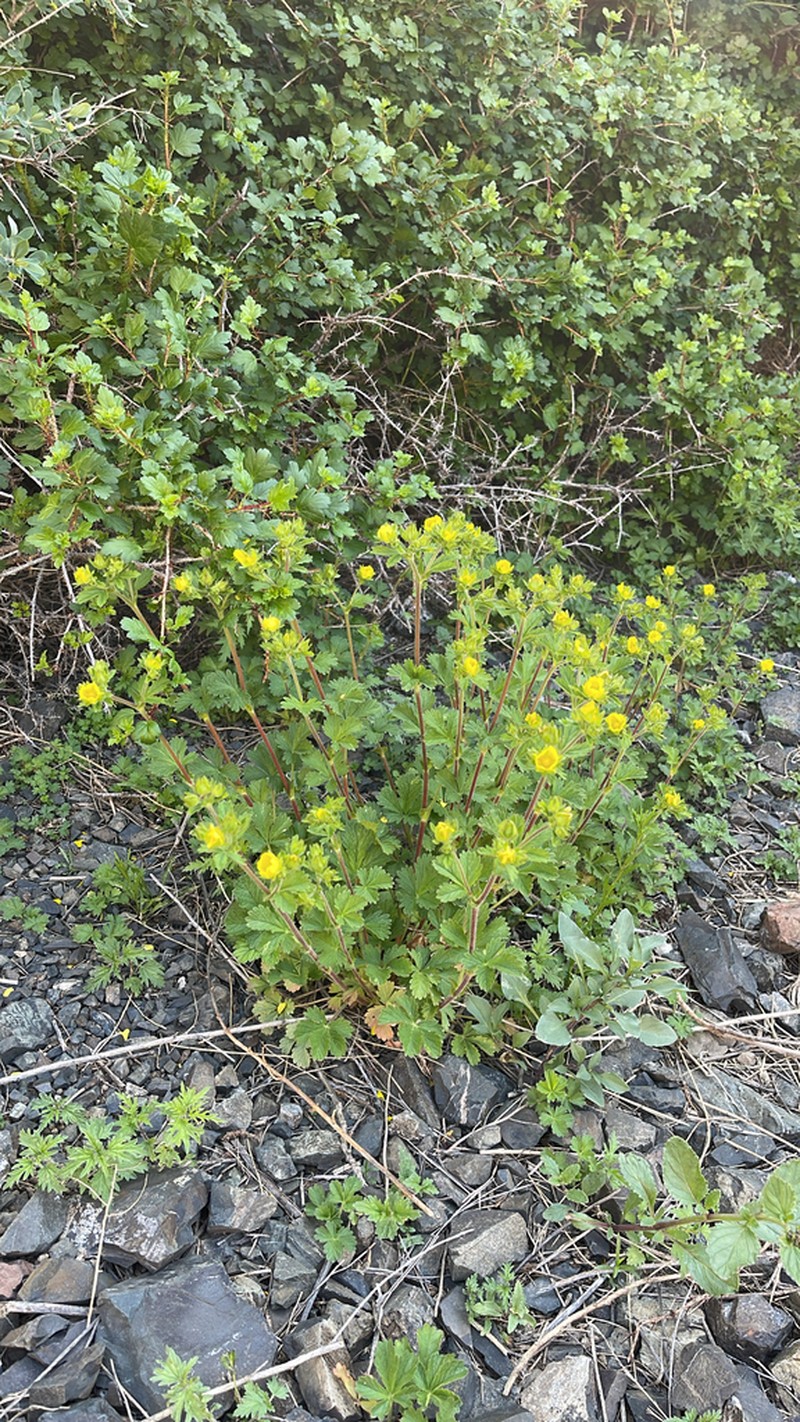Potentilla desertorum photo 7