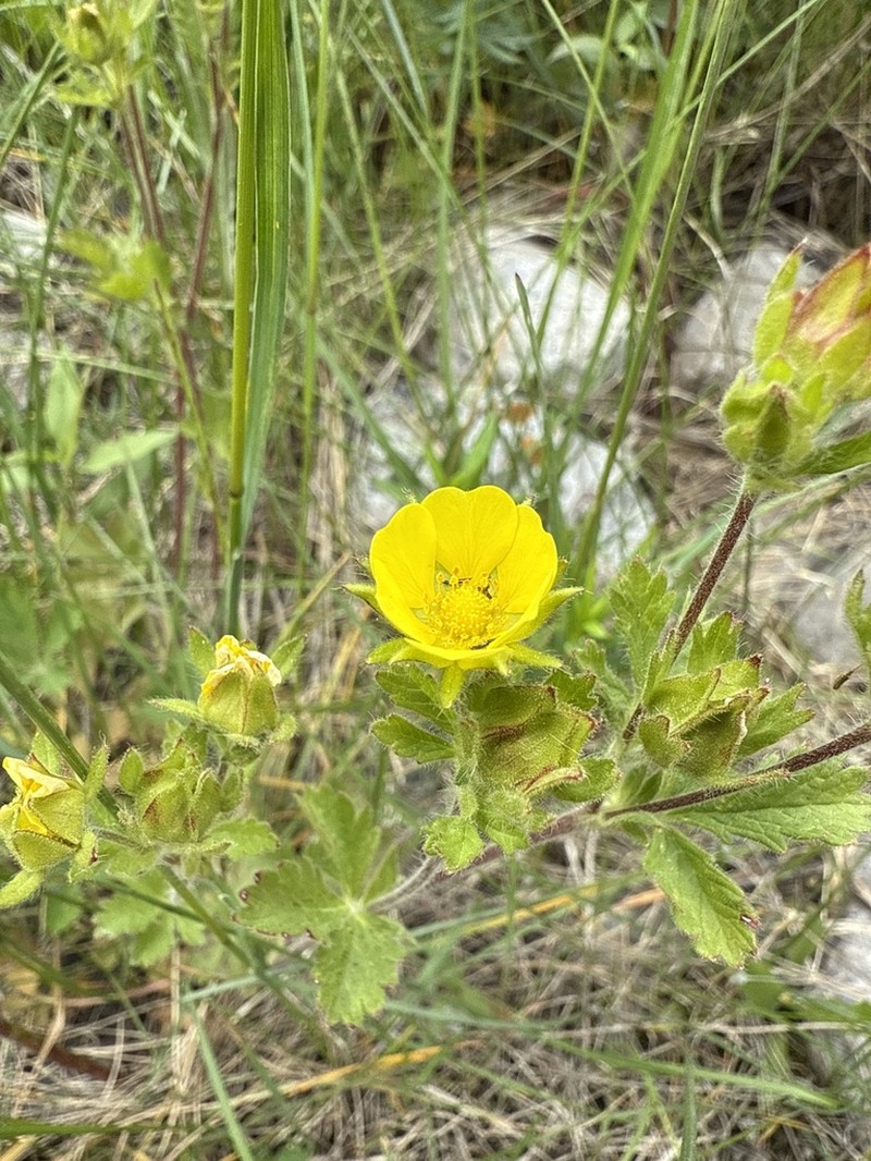 Potentilla desertorum photo 8