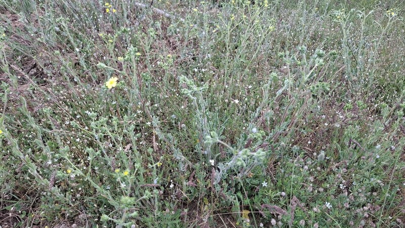 Potentilla detommasii