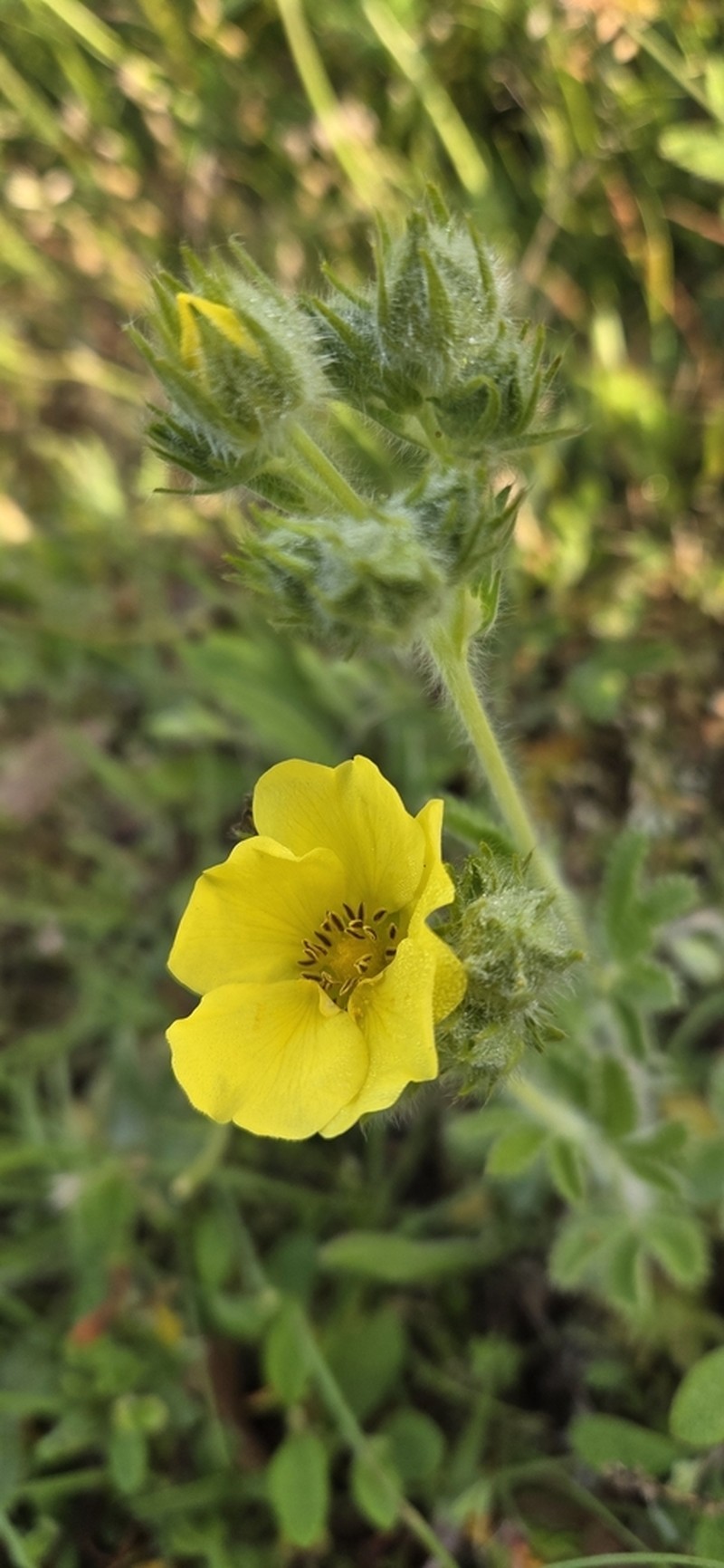Potentilla detommasii photo 2