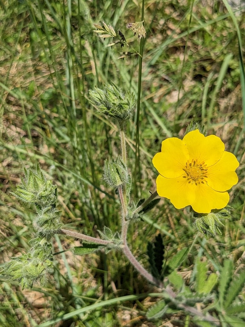 Potentilla detommasii photo 3