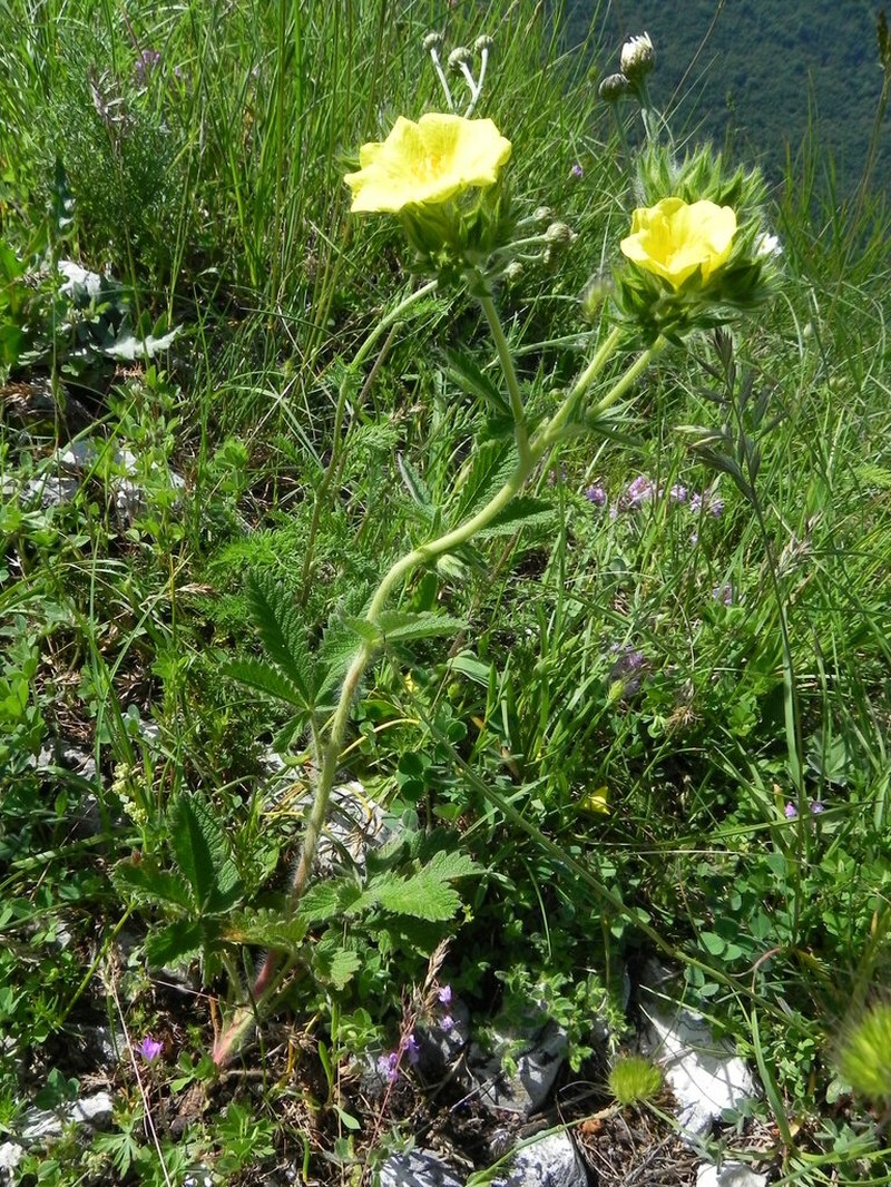 Potentilla detommasii photo 4