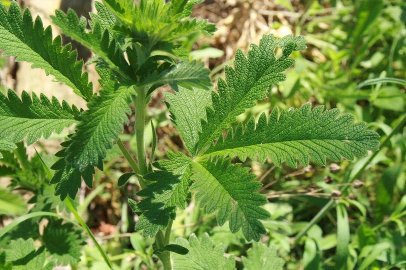 Potentilla detommasii photo 5