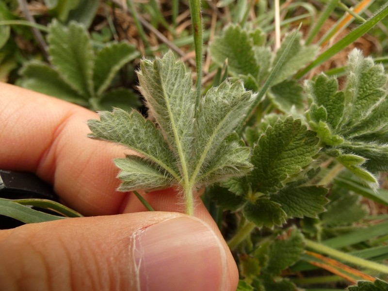 Potentilla detommasii photo 6