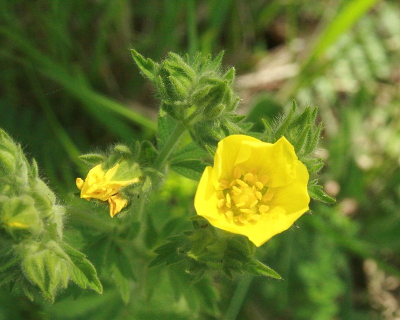 Potentilla detommasii photo 7