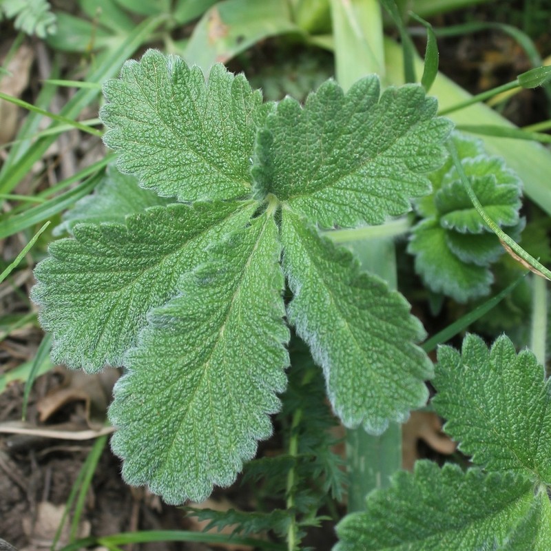 Potentilla detommasii photo 8