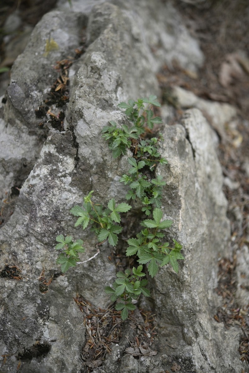 Potentilla dickinsii