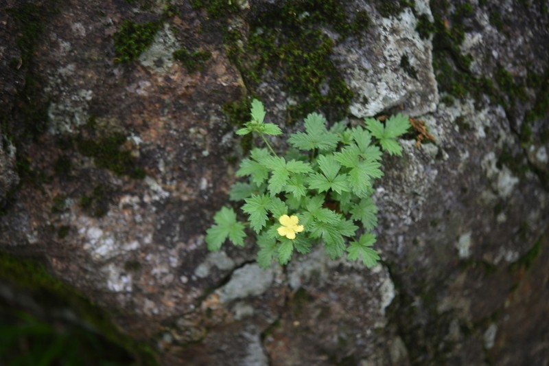 Potentilla dickinsii photo 2