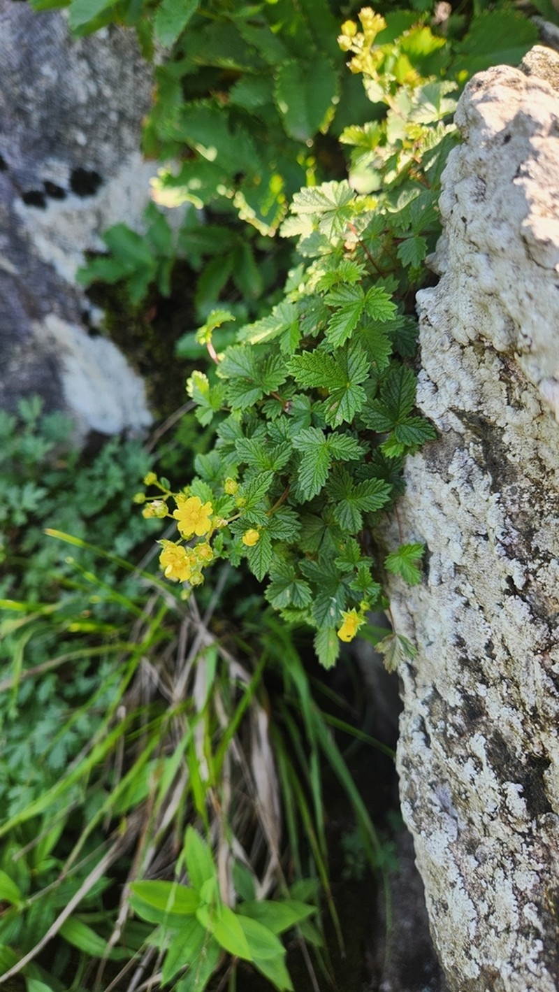 Potentilla dickinsii photo 3