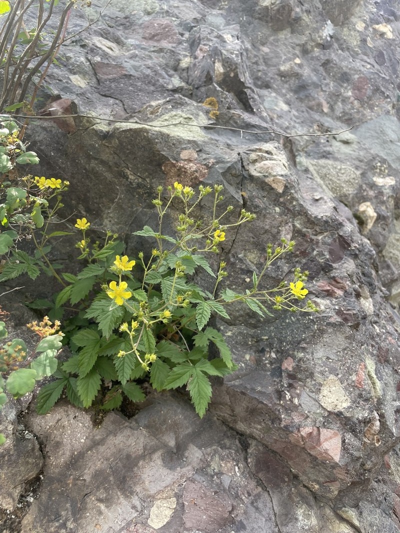 Potentilla dickinsii photo 4