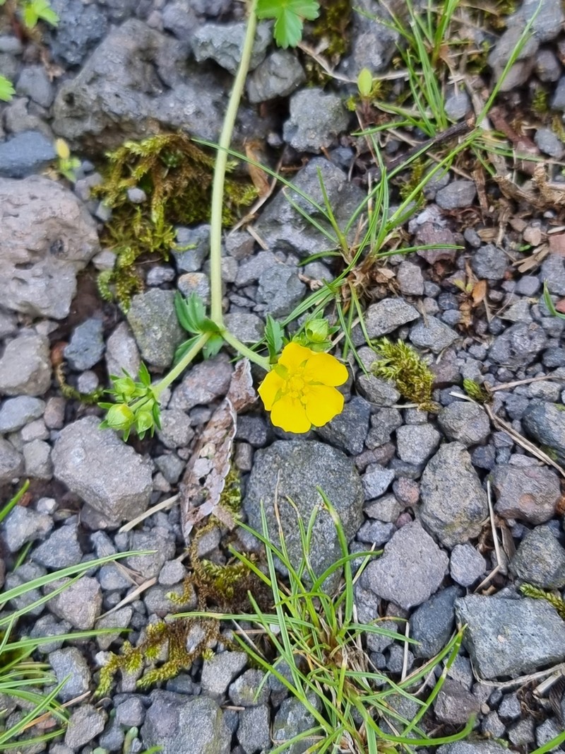 Potentilla dickinsii photo 5