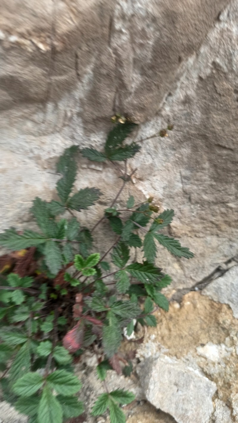 Potentilla dickinsii photo 6