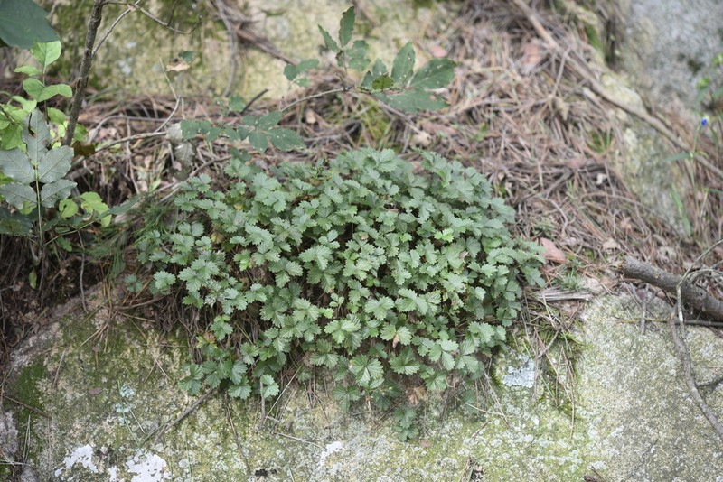 Potentilla dickinsii photo 7