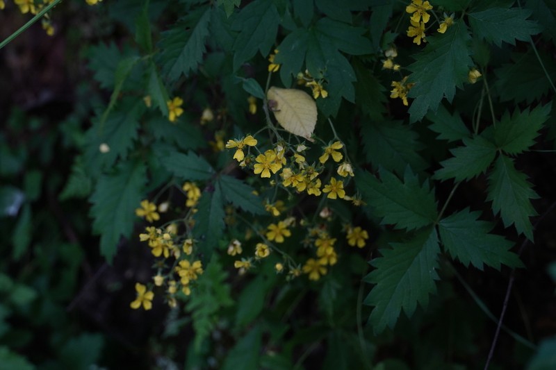 Potentilla dickinsii photo 8