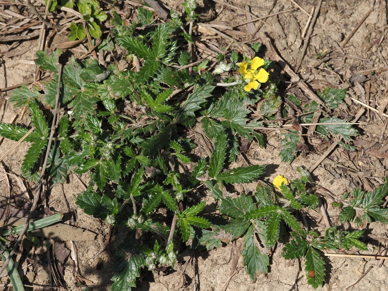 Potentilla discolor photo 2