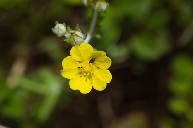 Potentilla discolor photo 3