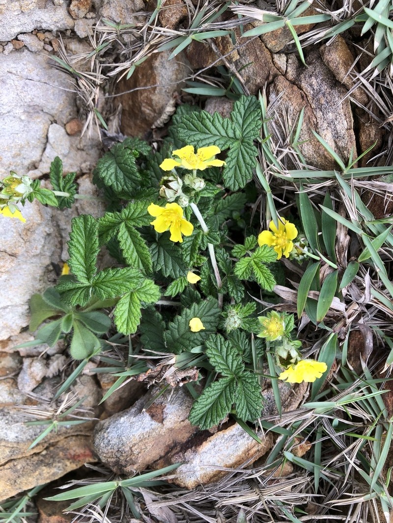 Potentilla discolor photo 4