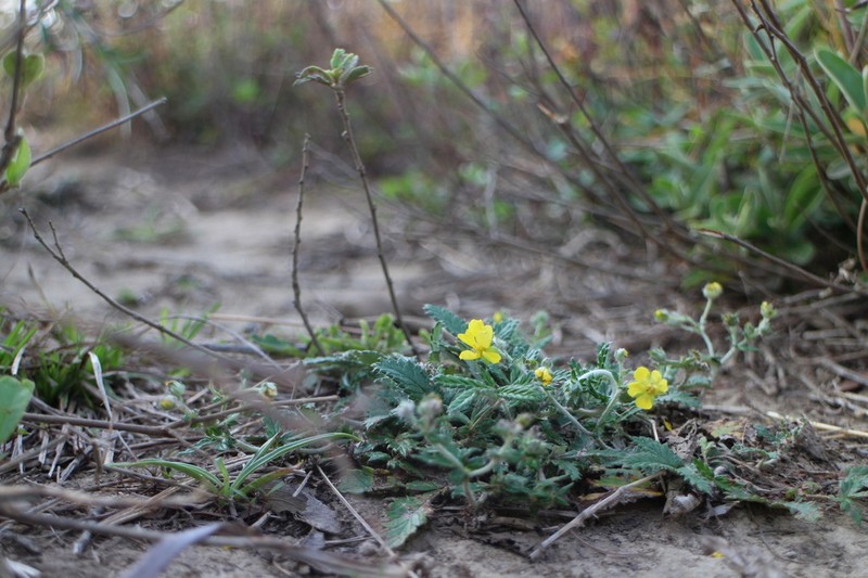 Potentilla discolor photo 6