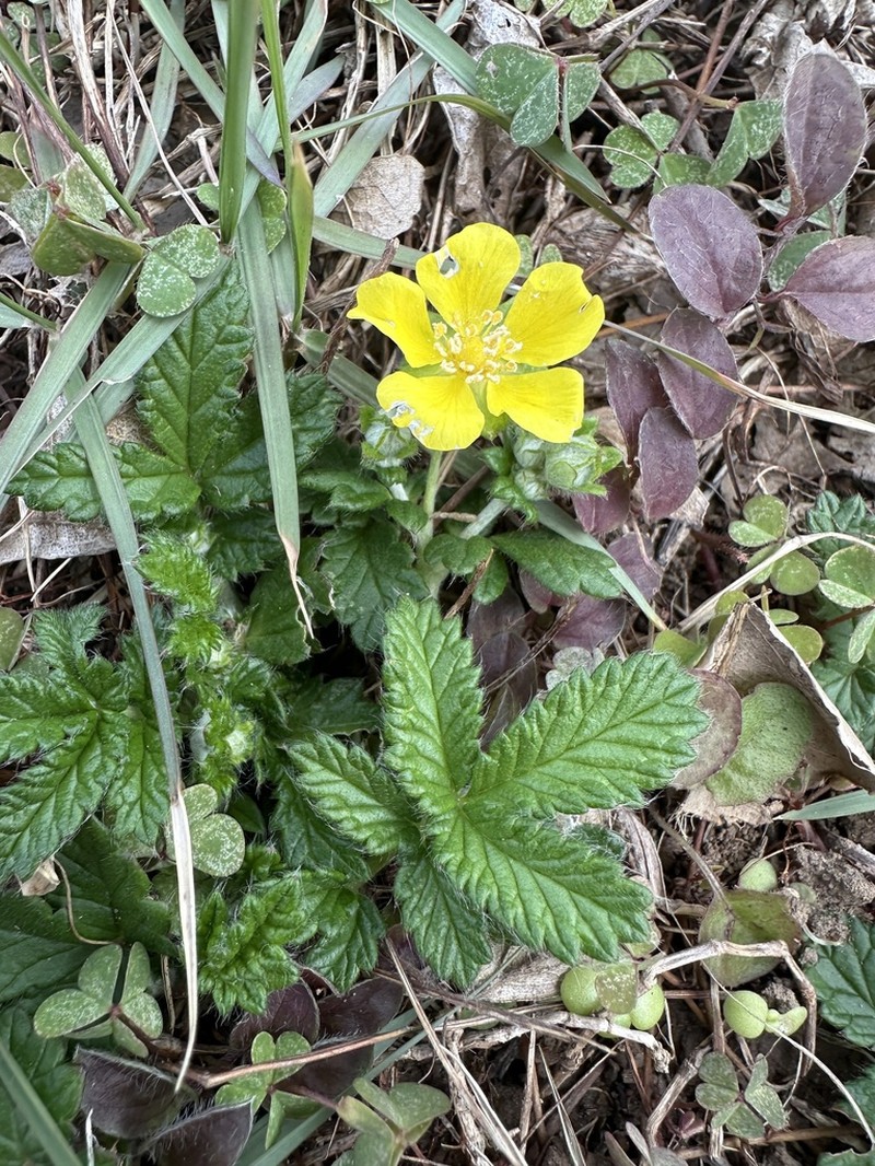 Potentilla discolor photo 7