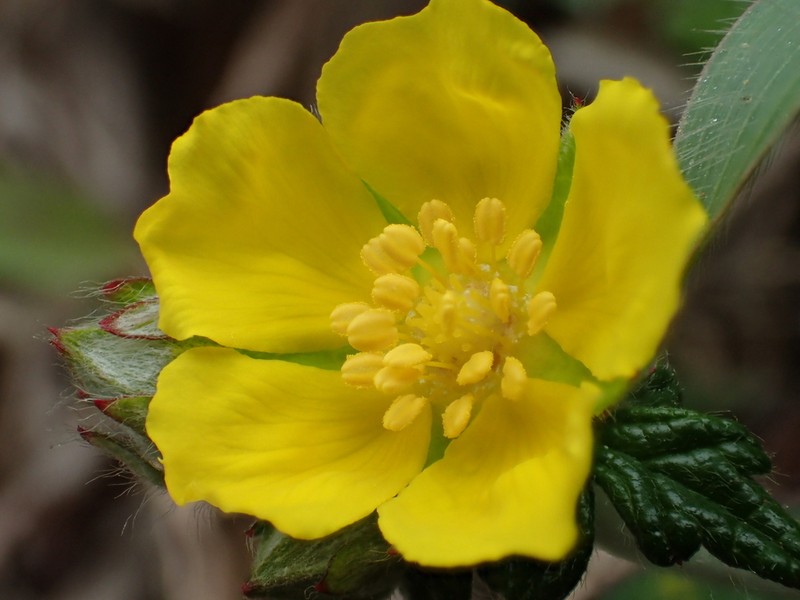 Potentilla discolor photo 8