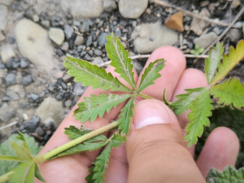 Potentilla divaricata