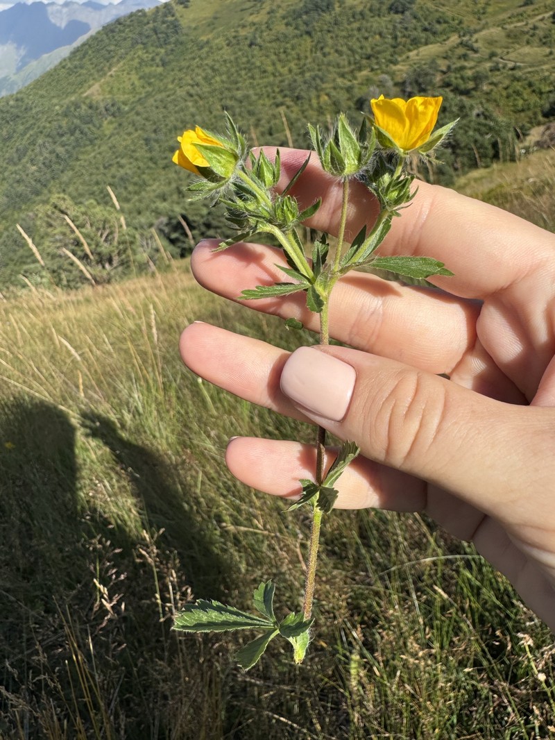 Potentilla divaricata photo 2