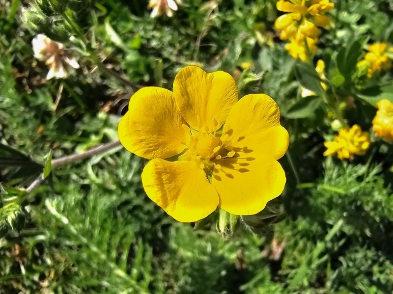 Potentilla divaricata photo 3