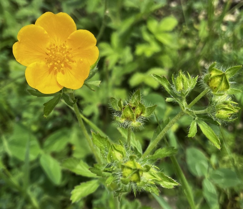 Potentilla divaricata photo 4