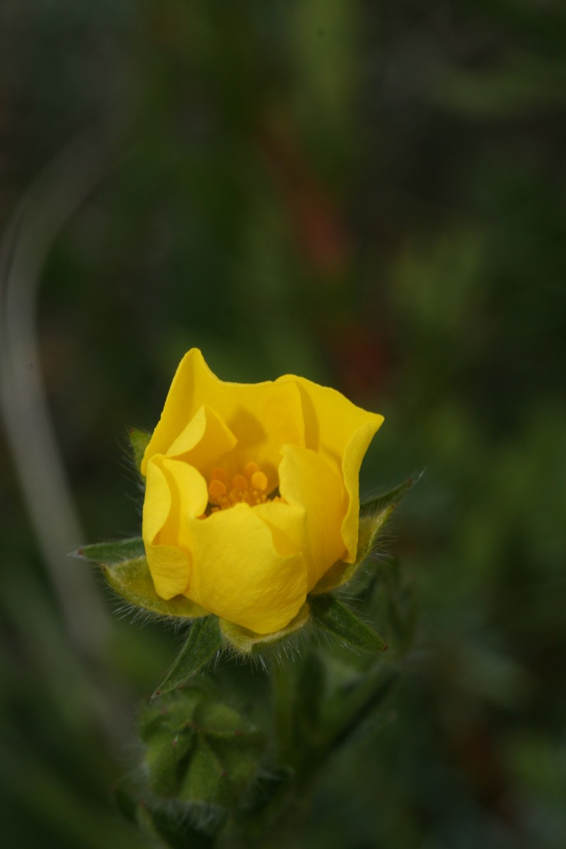 Varileaf Cinquefoil photo 2