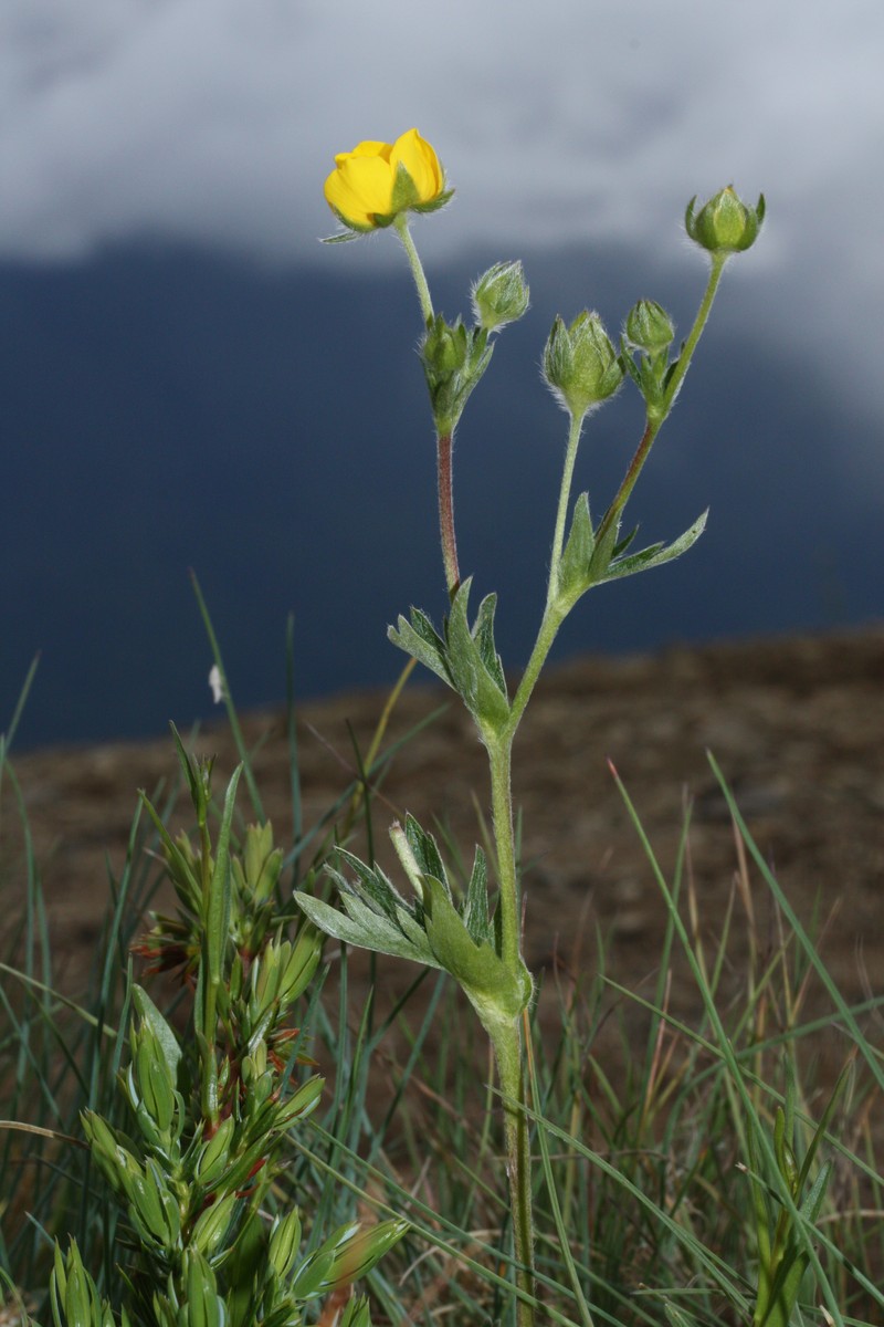 Varileaf Cinquefoil