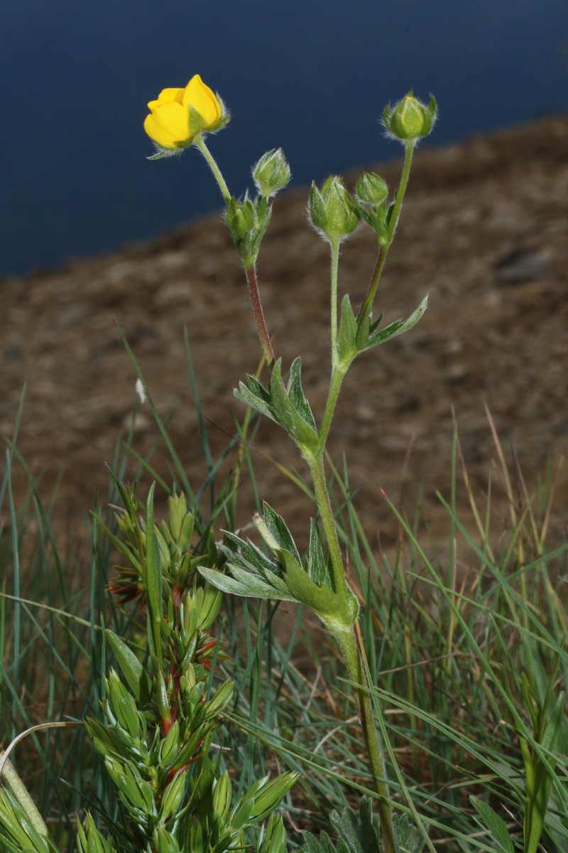 Varileaf Cinquefoil photo 3