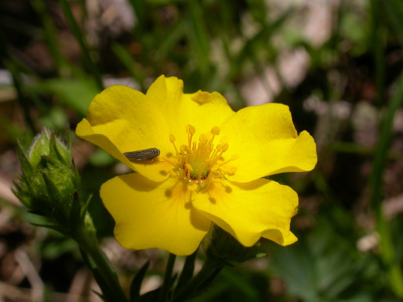 Varileaf Cinquefoil photo 4
