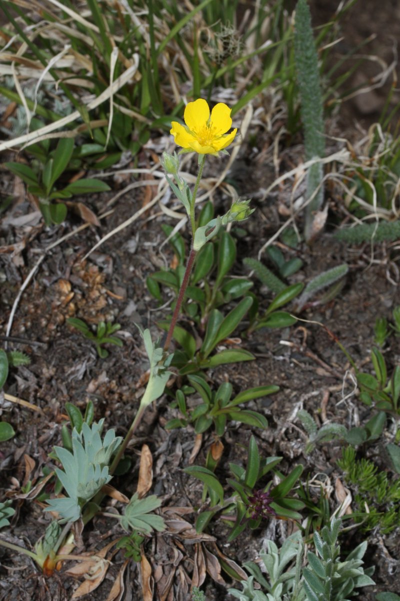 Varileaf Cinquefoil photo 5