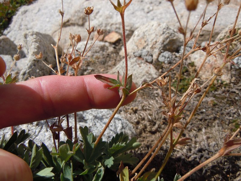 Varileaf Cinquefoil photo 6