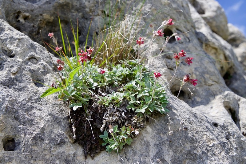 Potentilla divina
