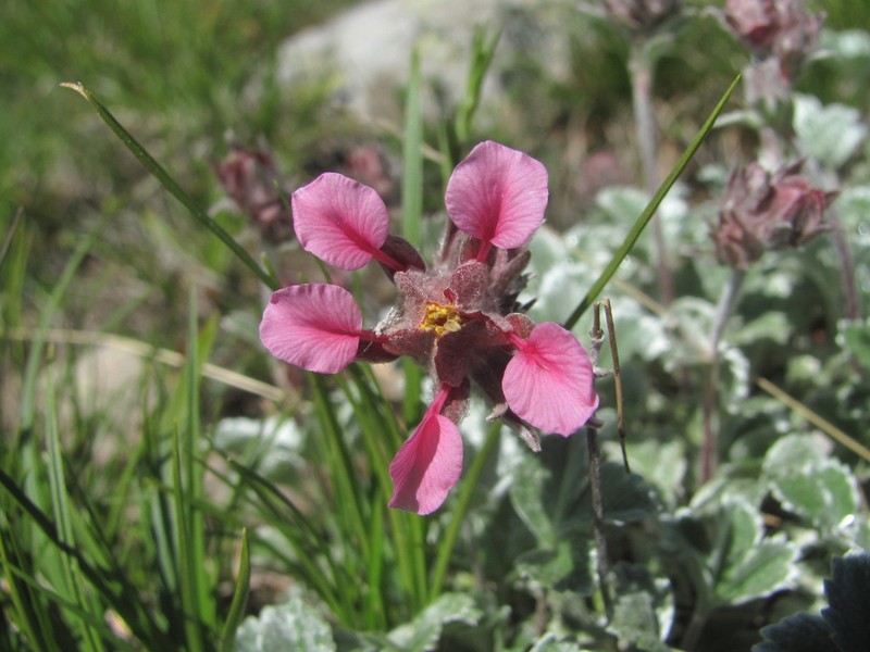 Potentilla divina photo 2