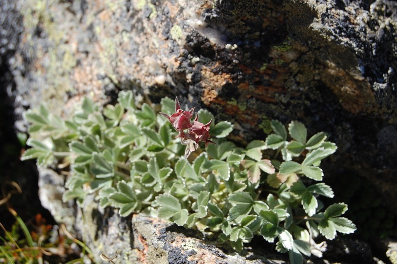 Potentilla divina photo 3