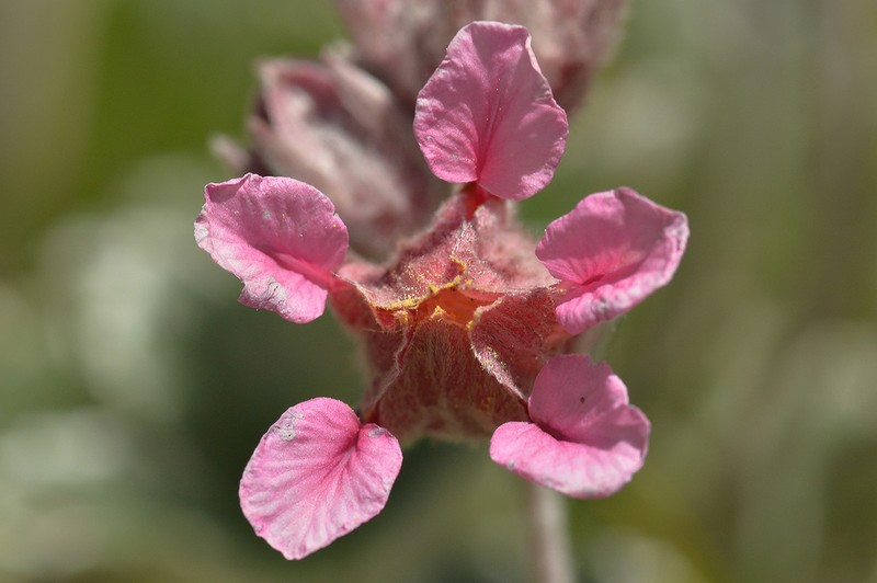 Potentilla divina photo 4