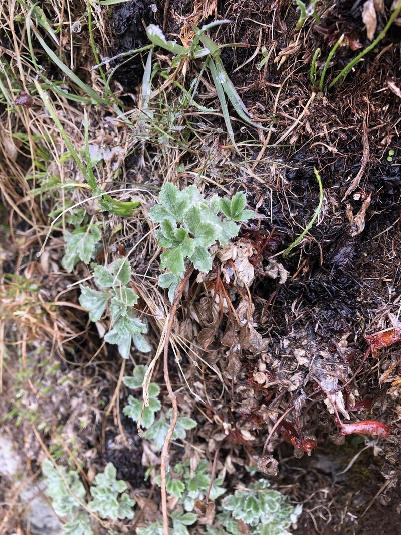 Potentilla divina photo 5
