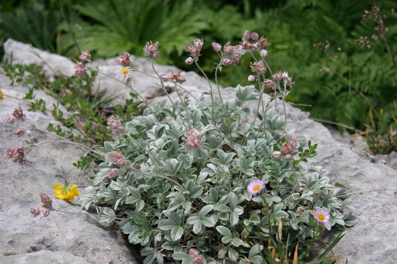 Potentilla divina photo 6