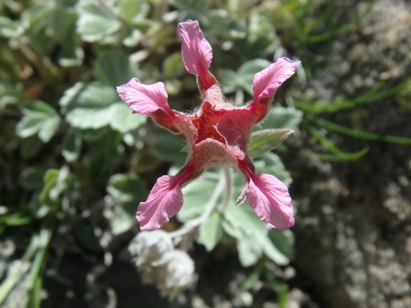 Potentilla divina photo 7