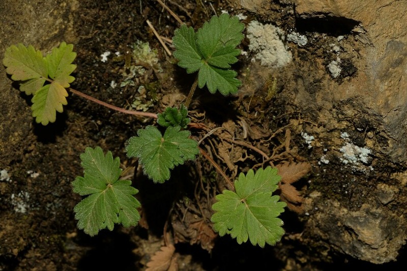 Potentilla dombeyi