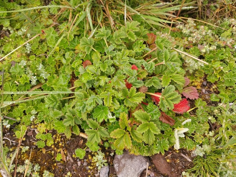 Potentilla dombeyi photo 2