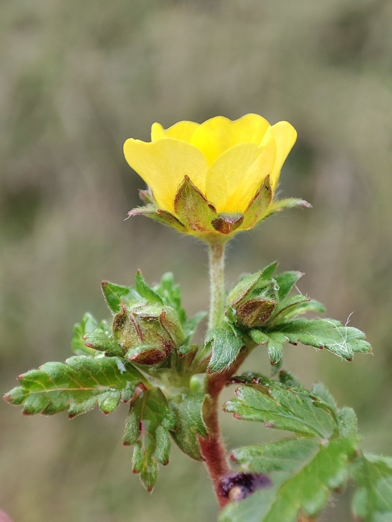 Potentilla dombeyi photo 3