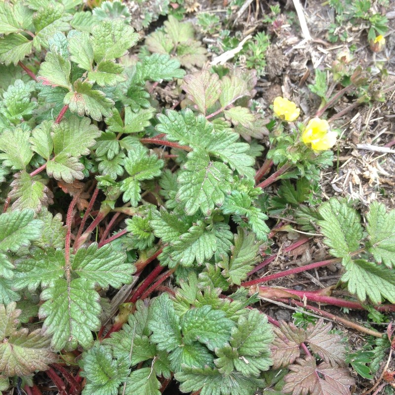 Potentilla dombeyi photo 4