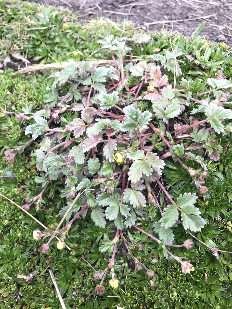 Potentilla dombeyi photo 5