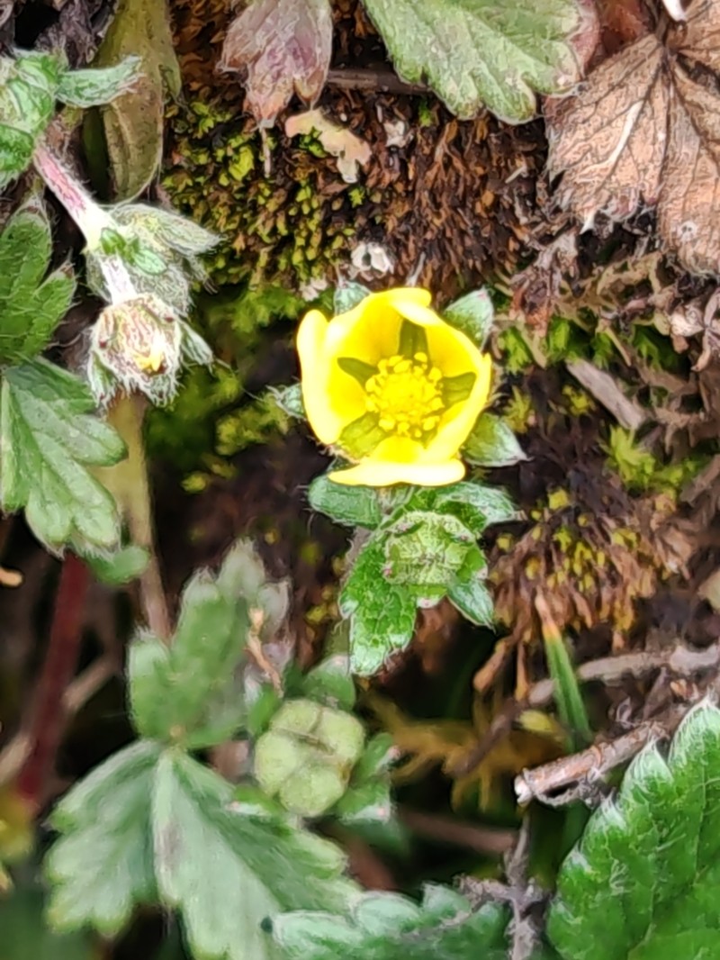 Potentilla dombeyi photo 6