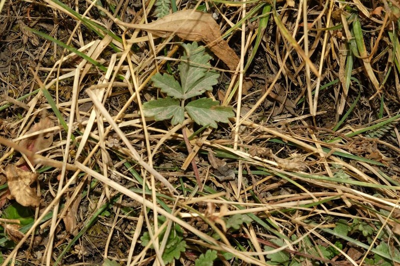 Potentilla dombeyi photo 7