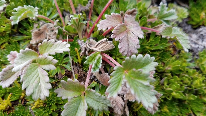 Potentilla dombeyi photo 8