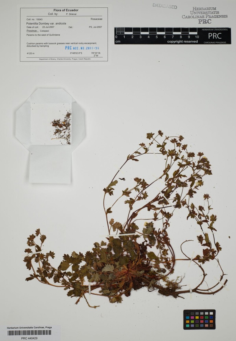 Potentilla dombeyi var. andicola